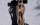 Linde, Eiche, Birne